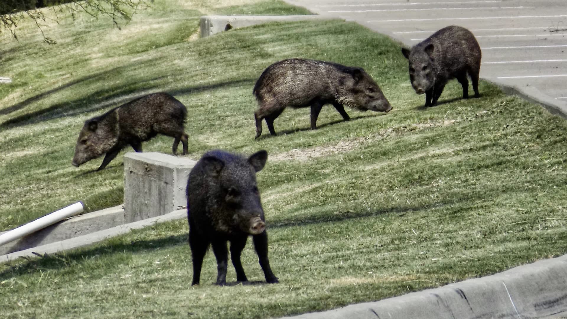 Edgewater officials respond as feral hogs damage yards in Florida Shores and nearby neighborhoods