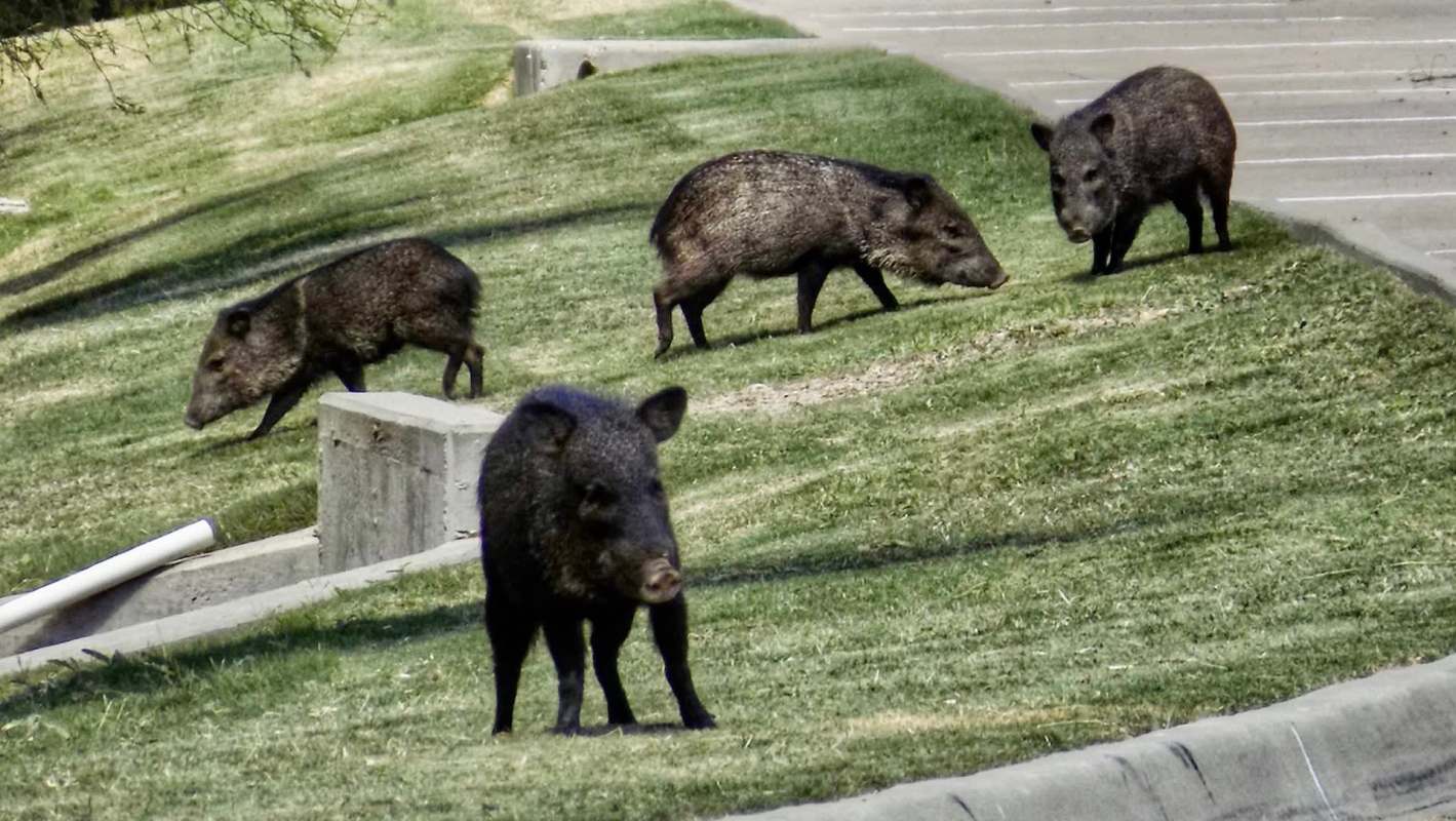 Four feral hogs in Florida.