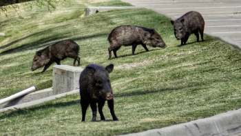 Four feral hogs in Florida.