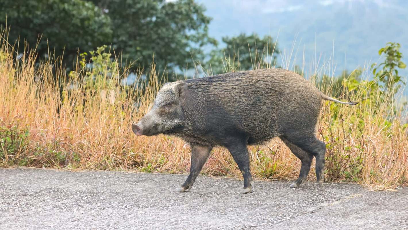 A wild boar walking along a gravel path lined with tall grass and trees in the background.