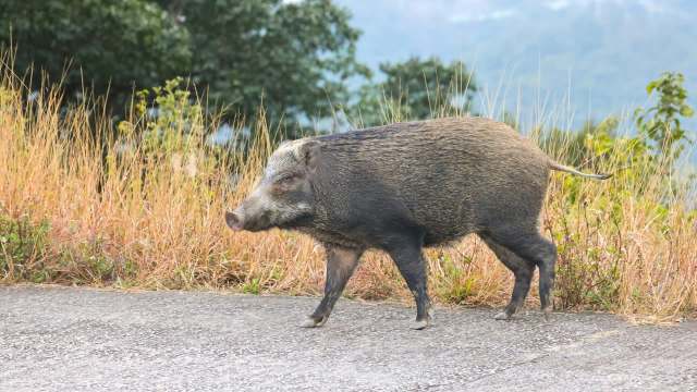 A wild boar walking along a gravel path lined with tall grass and trees in the background.