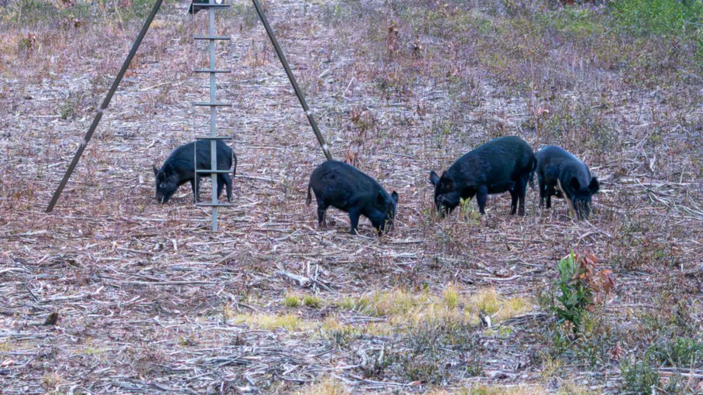 Four black pigs are foraging in a field near a ladder stand.