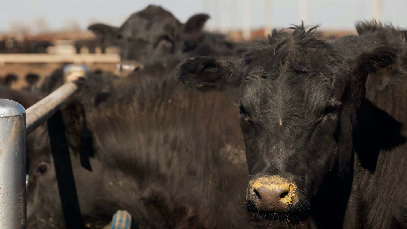 A close-up of a black cow with a dusty nose, surrounded by other cows in a farm setting.
