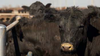 A close-up of a black cow with a dusty nose, surrounded by other cows in a farm setting.
