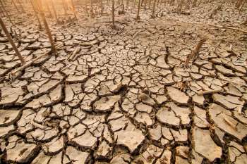A field of dead plants with very dry soil.