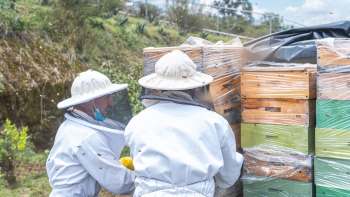 Two beekeepers in protective gear work near beehives surrounded by flying bees in a green landscape.