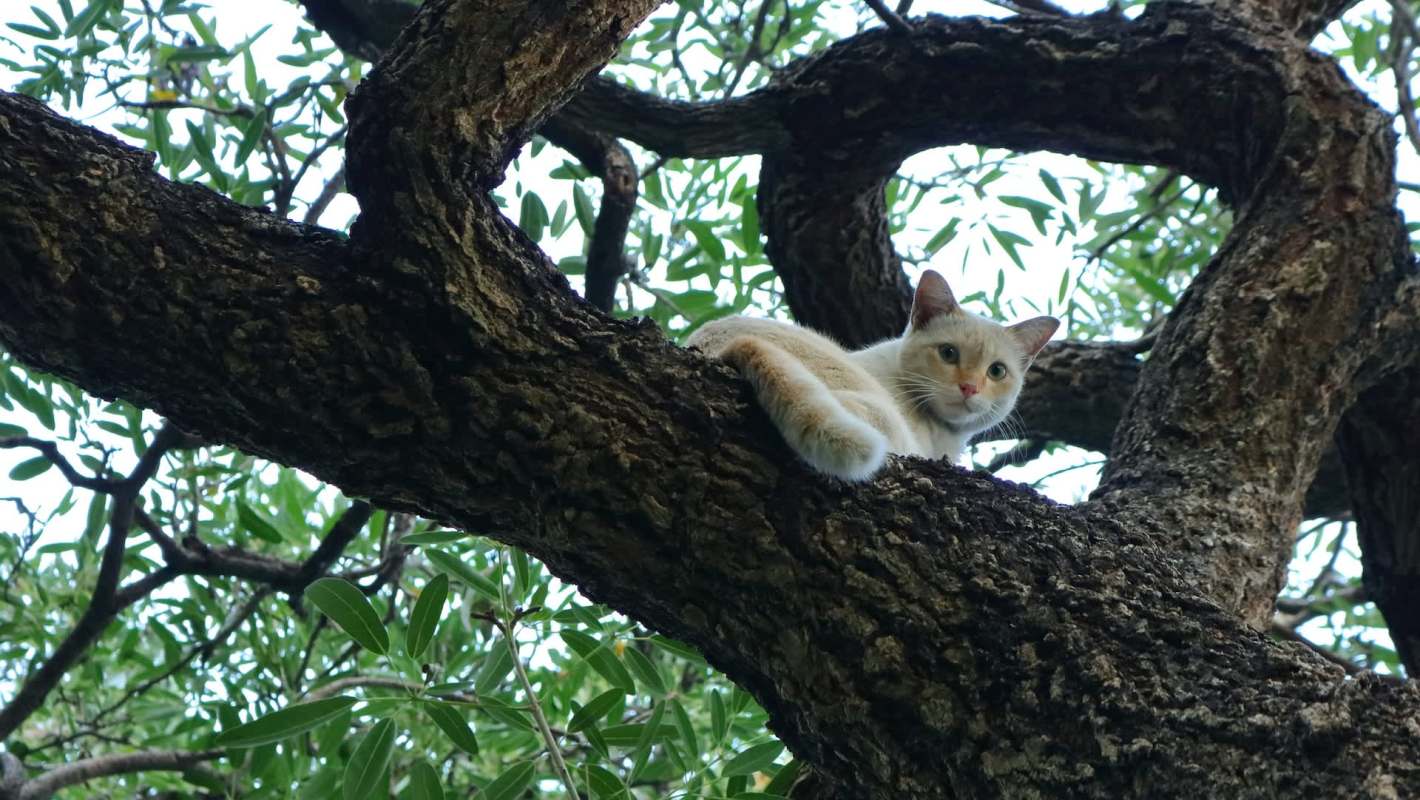 A cat in a tree.