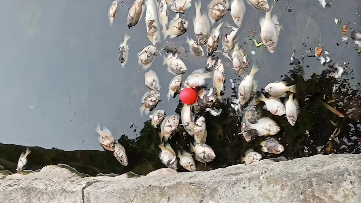 Dead fish and a red ping-pong ball float in a pond.