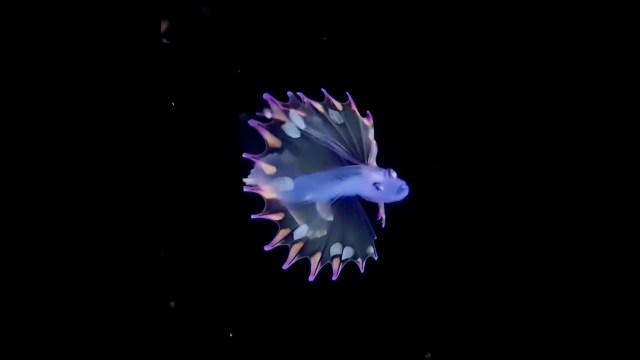 A bioluminescent baby rainbow tripod fish swims gracefully in a dark ocean environment.