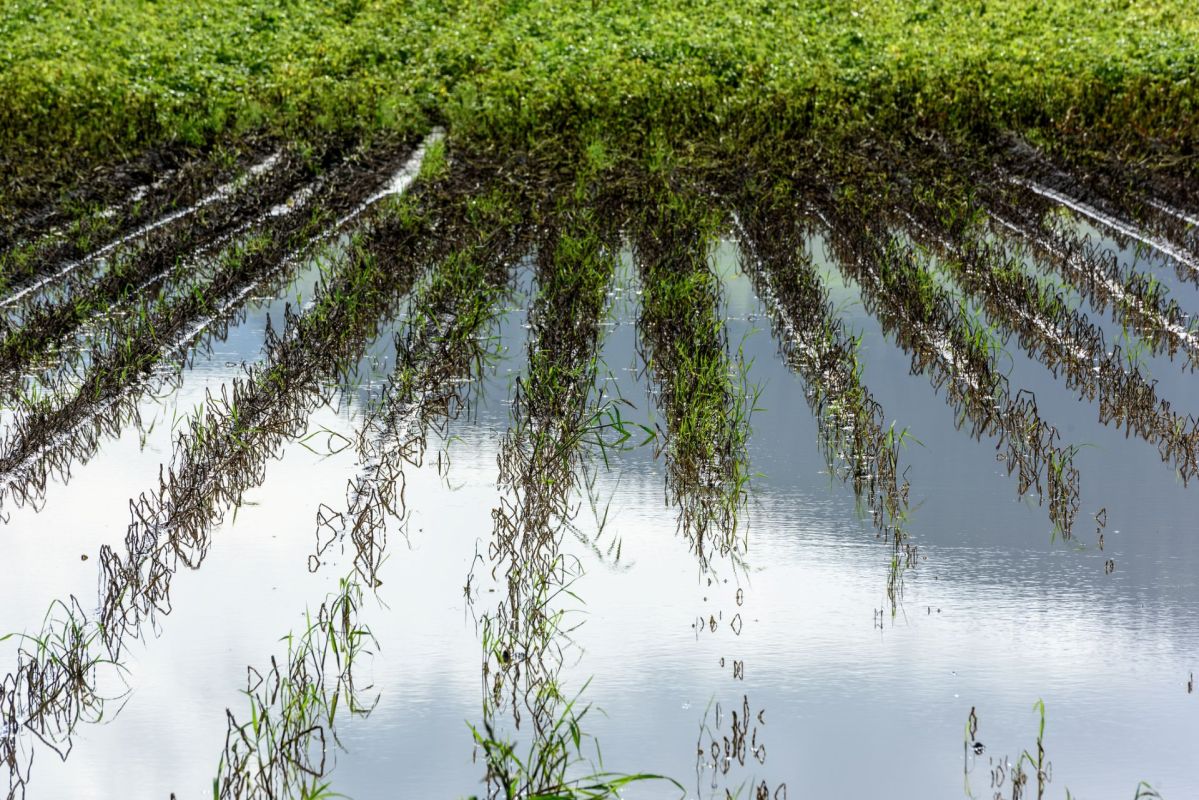 A flooded farm field with green shoots and reflections in still water.