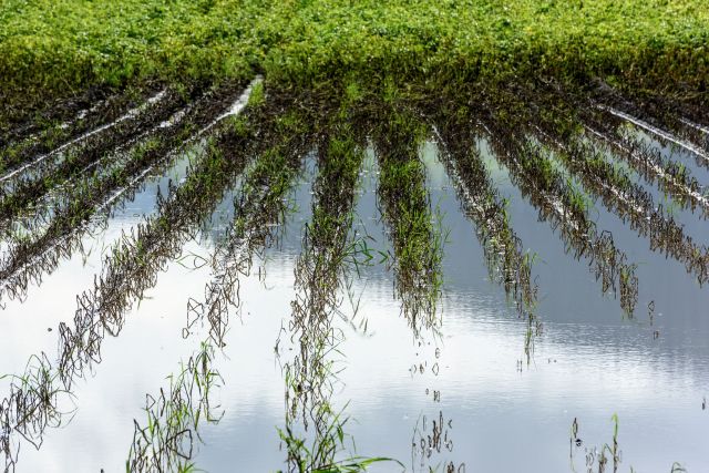 A flooded farm field with green shoots and reflections in still water.