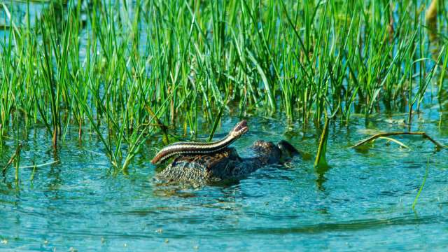 A snake on top of an alligator in water.
