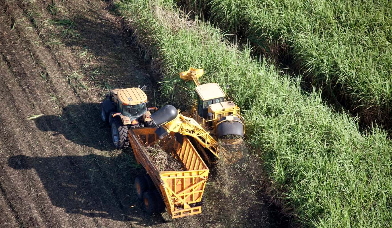 Two tractors are working in a sugarcane field, harvesting and transporting sugarcane to a trailer.