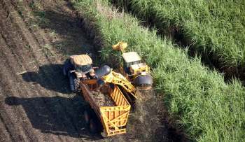 Two tractors are working in a sugarcane field, harvesting and transporting sugarcane to a trailer.