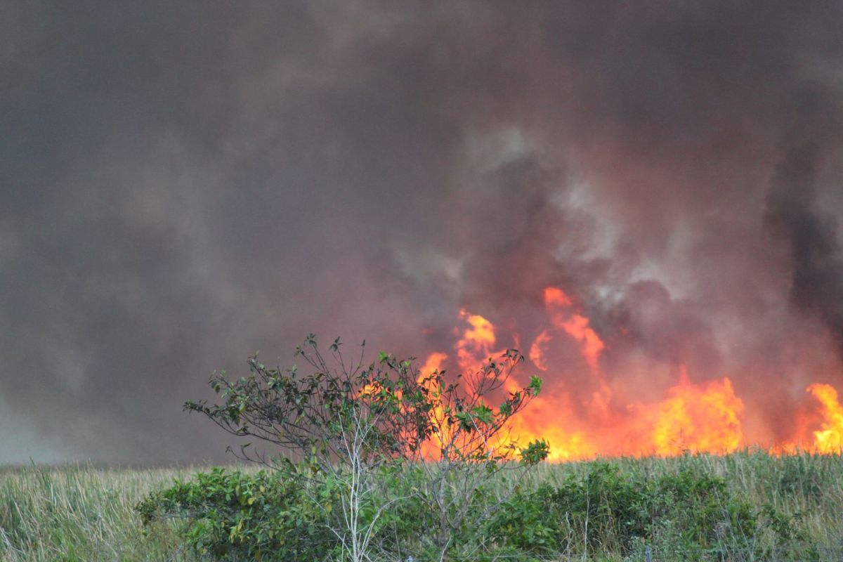 A wildfire in the Florida Everglades.
