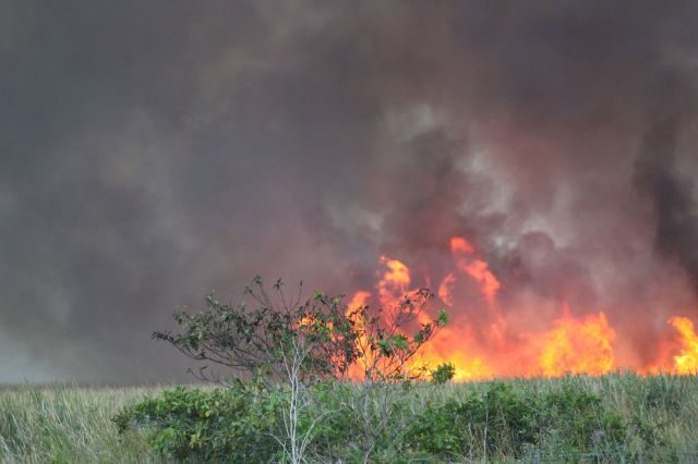 A wildfire in the Florida Everglades.