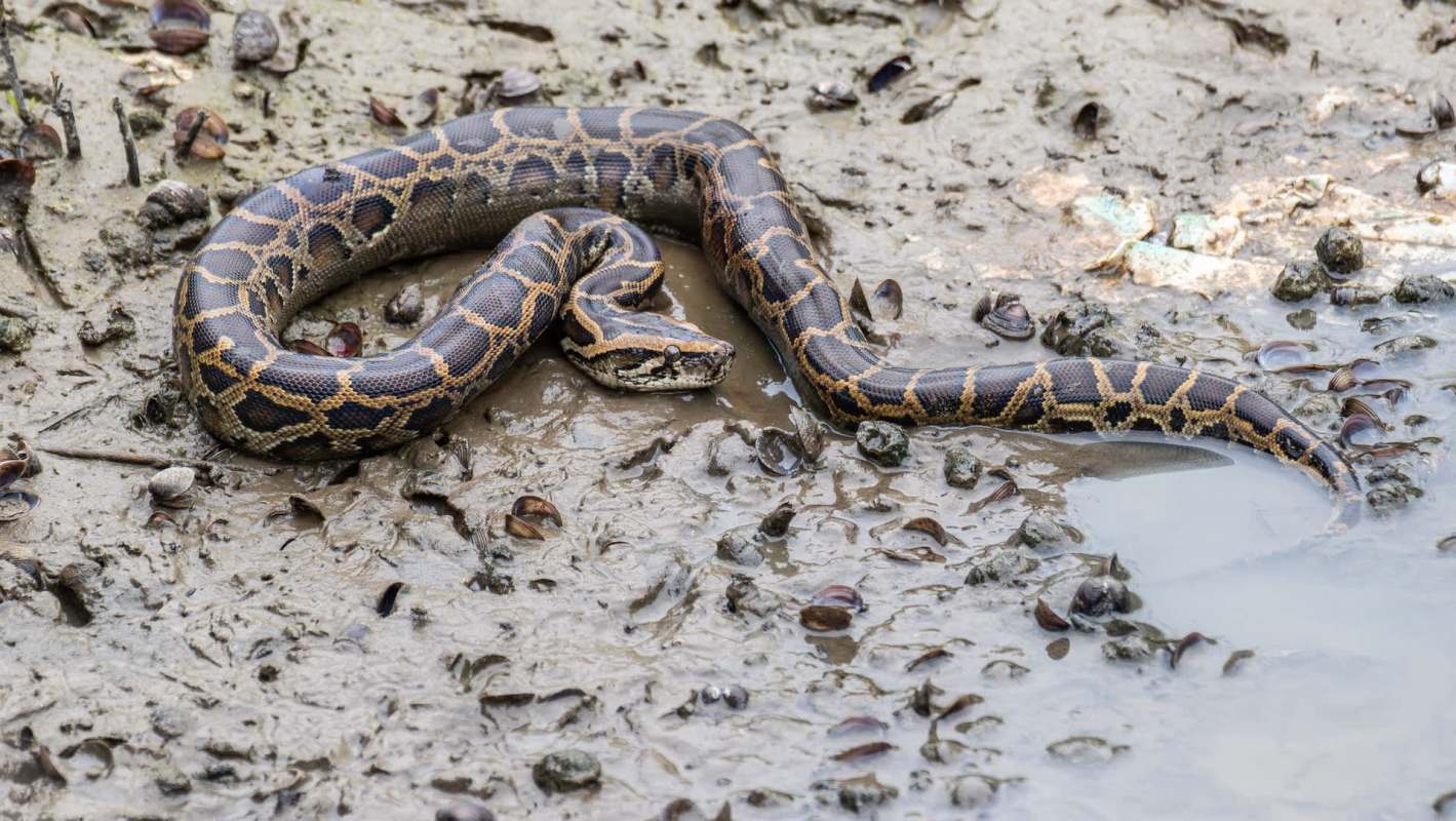 A Burmese python is resting on mud.