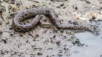 A Burmese python is resting on mud.