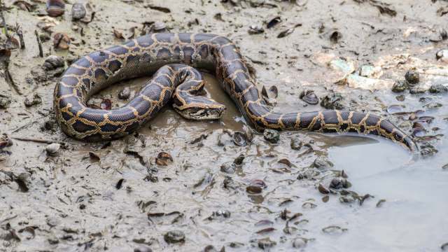 A Burmese python is resting on mud.