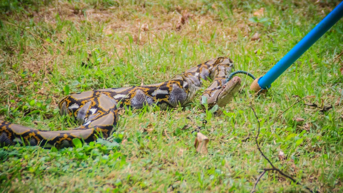A large Burmese python snake with patterned scales is being handled with a blue pole on green grass.