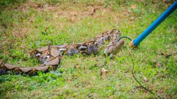 A large Burmese python snake with patterned scales is being handled with a blue pole on green grass.