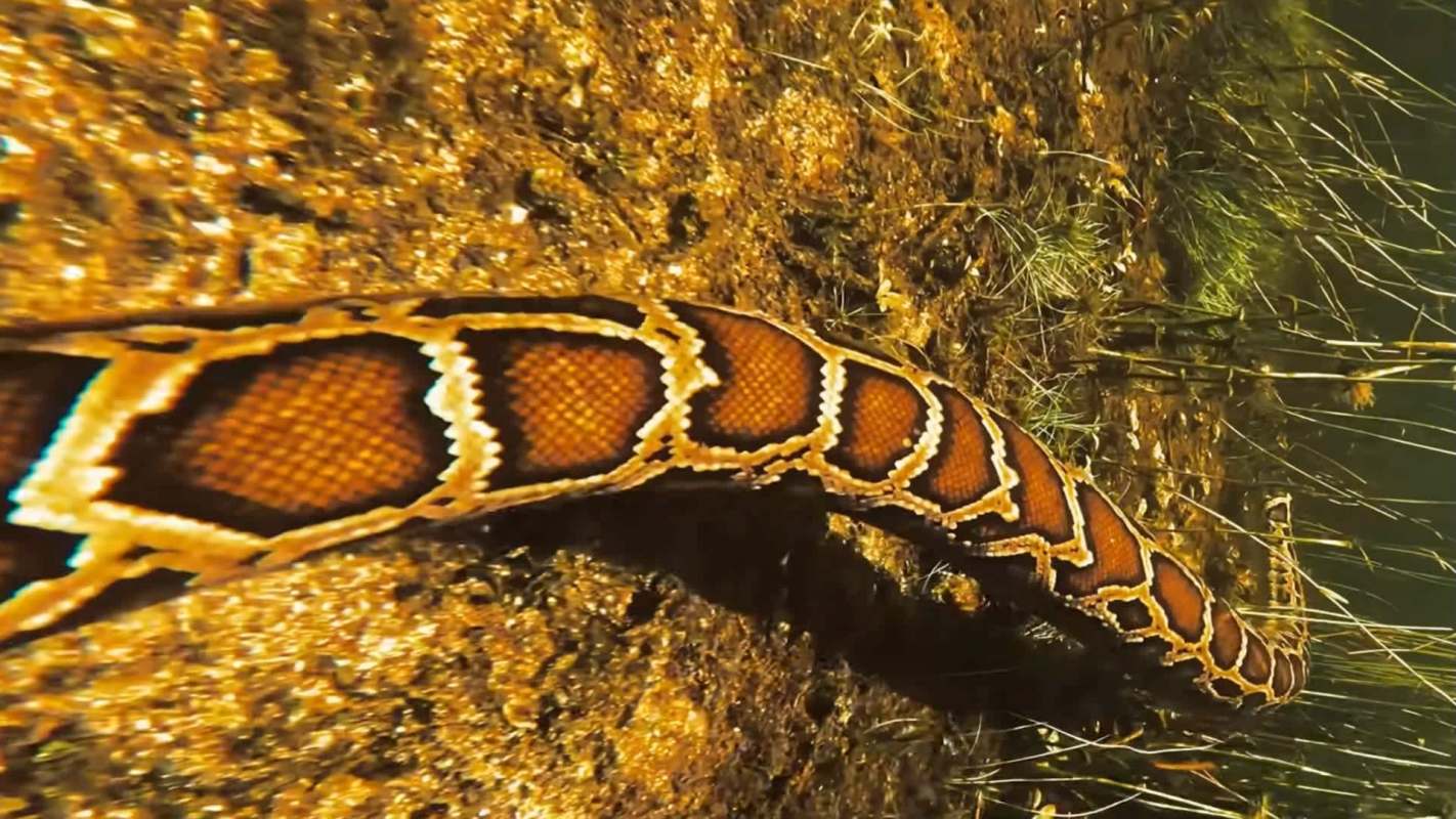 A close-up of a Burmese python swimming over on a rocky surface, showcasing its vibrant orange and brown patterns.