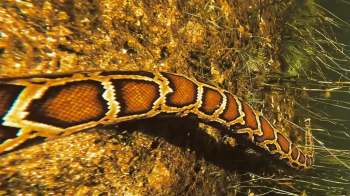 A close-up of a Burmese python swimming over on a rocky surface, showcasing its vibrant orange and brown patterns.