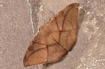 A close-up of a brown, leaf-shaped moth resting on a textured, silvery surface.