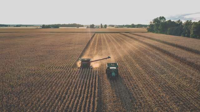 A combine harvester and tractor working in a golden cornfield at sunset.