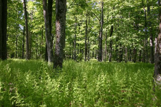 A forest in Pennsylvania.