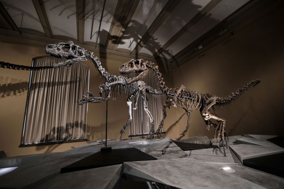 Two dinosaur skeletons are displayed in a museum, casting shadows against a wall with curtains.