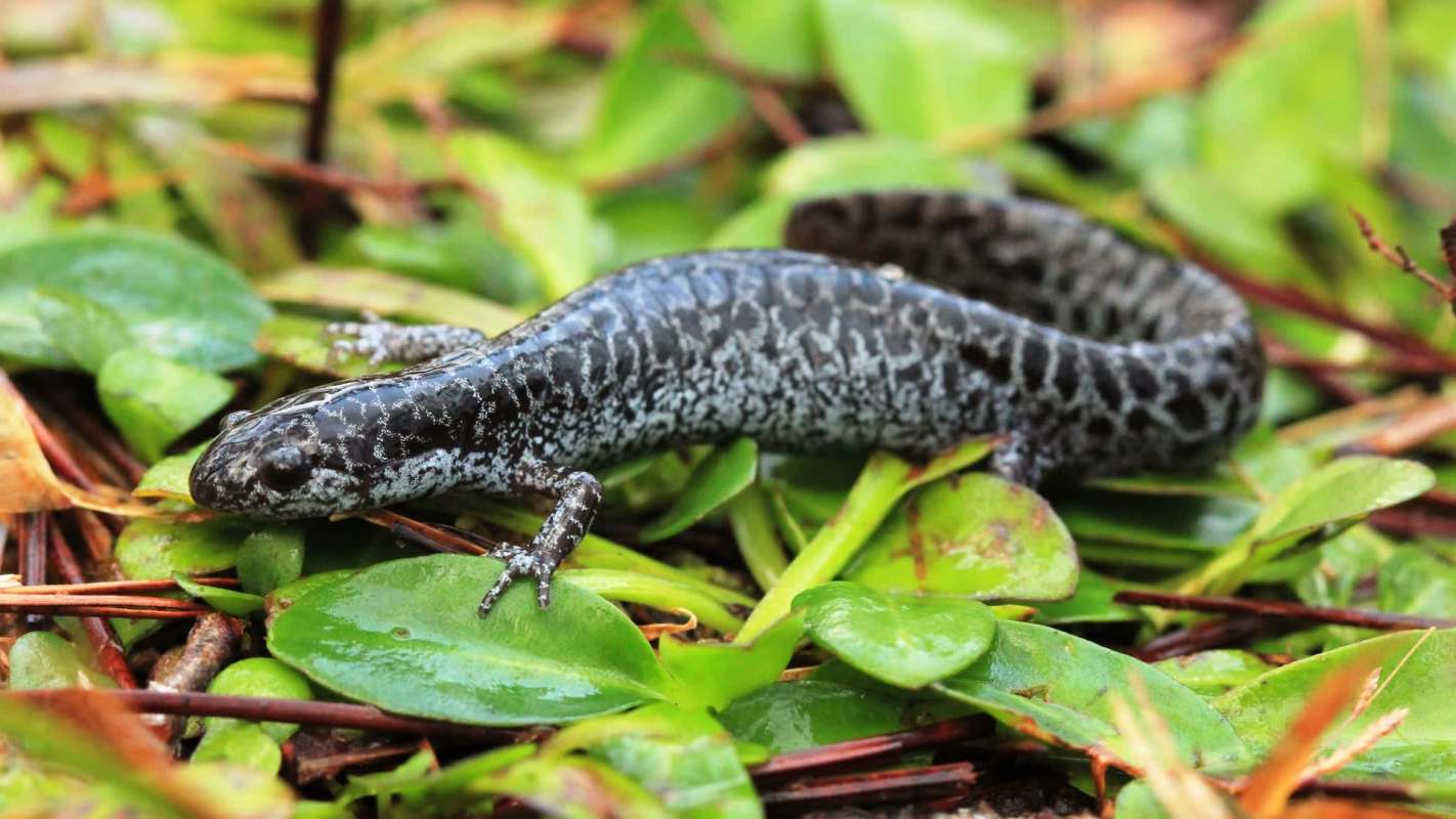 A dark-colored A frosted flatwoods salamander with speckled skin resting on green foliage.