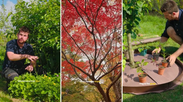 A collage featuring a man discussing a fruit tree, vibrant red foliage of a tree, and a gardener planting various saplings.