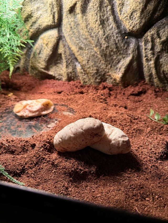 Python eggs in a terrarium.