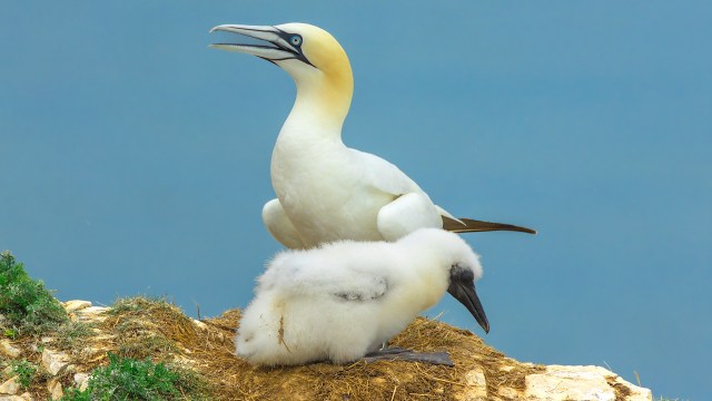 A gannet adult stands beside its fluffy chick on a rocky nest against a blue background.