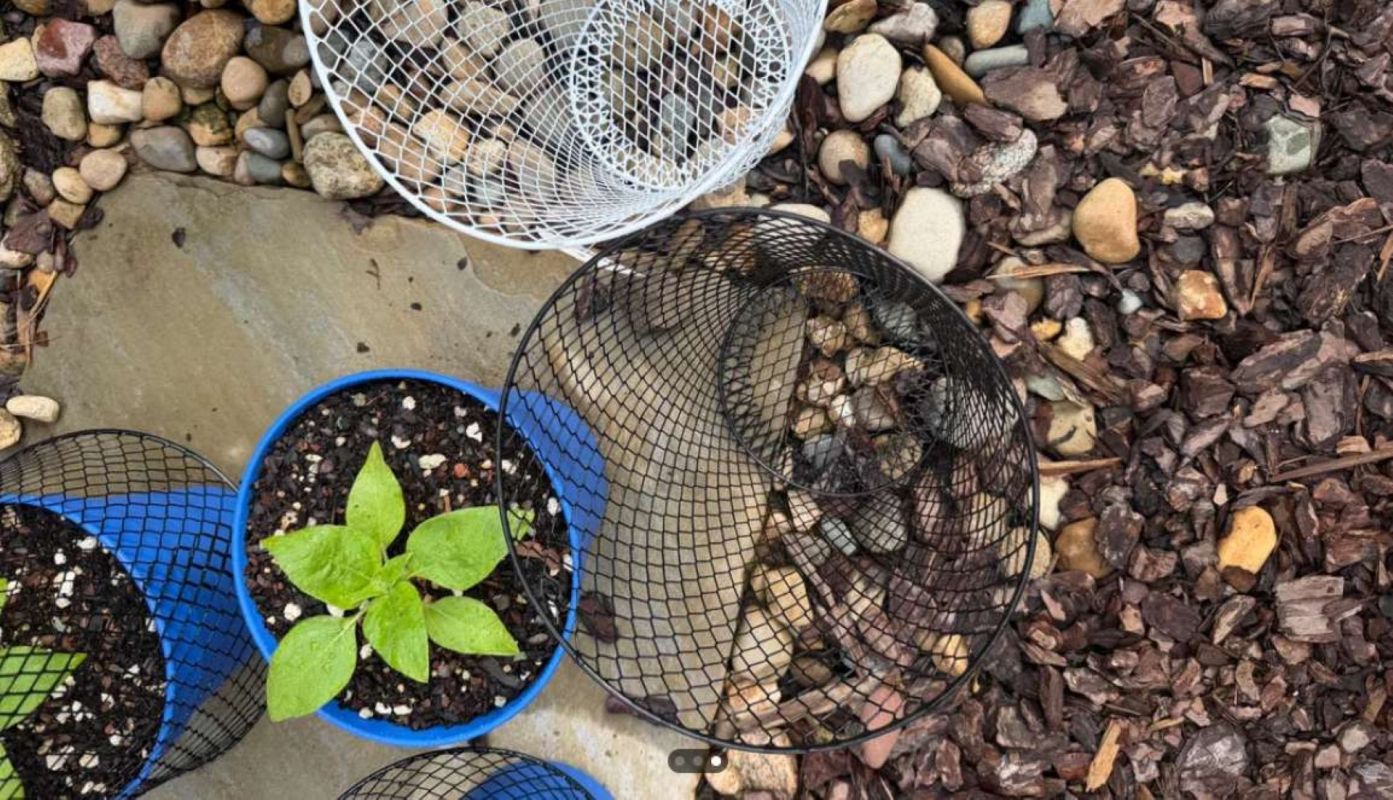 A close-up of potted plants, one with green leaves, surrounded by wire baskets and stone mulch.
