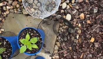 A close-up of potted plants, one with green leaves, surrounded by wire baskets and stone mulch.