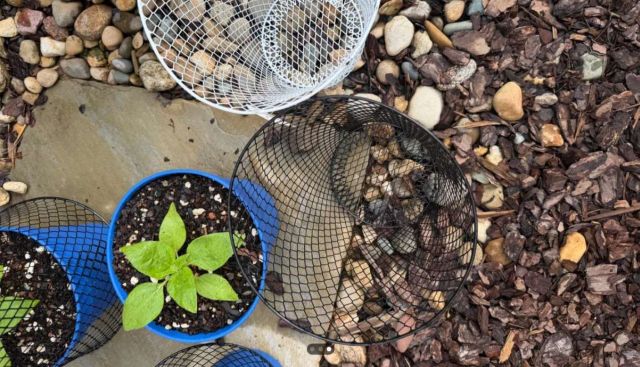 A close-up of potted plants, one with green leaves, surrounded by wire baskets and stone mulch.
