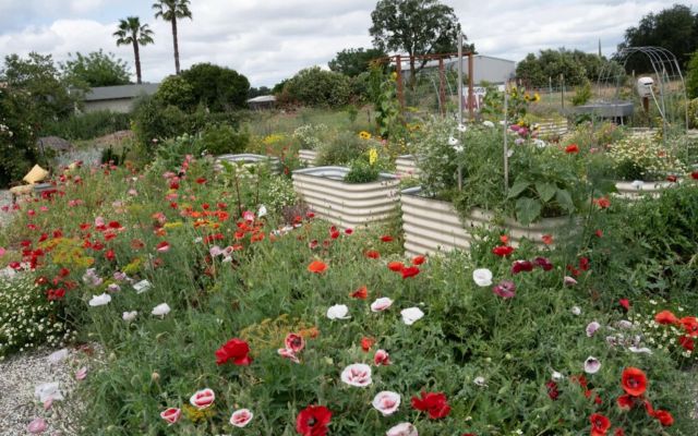 A vibrant garden filled with colorful flowers and raised planting beds against a cloudy sky.