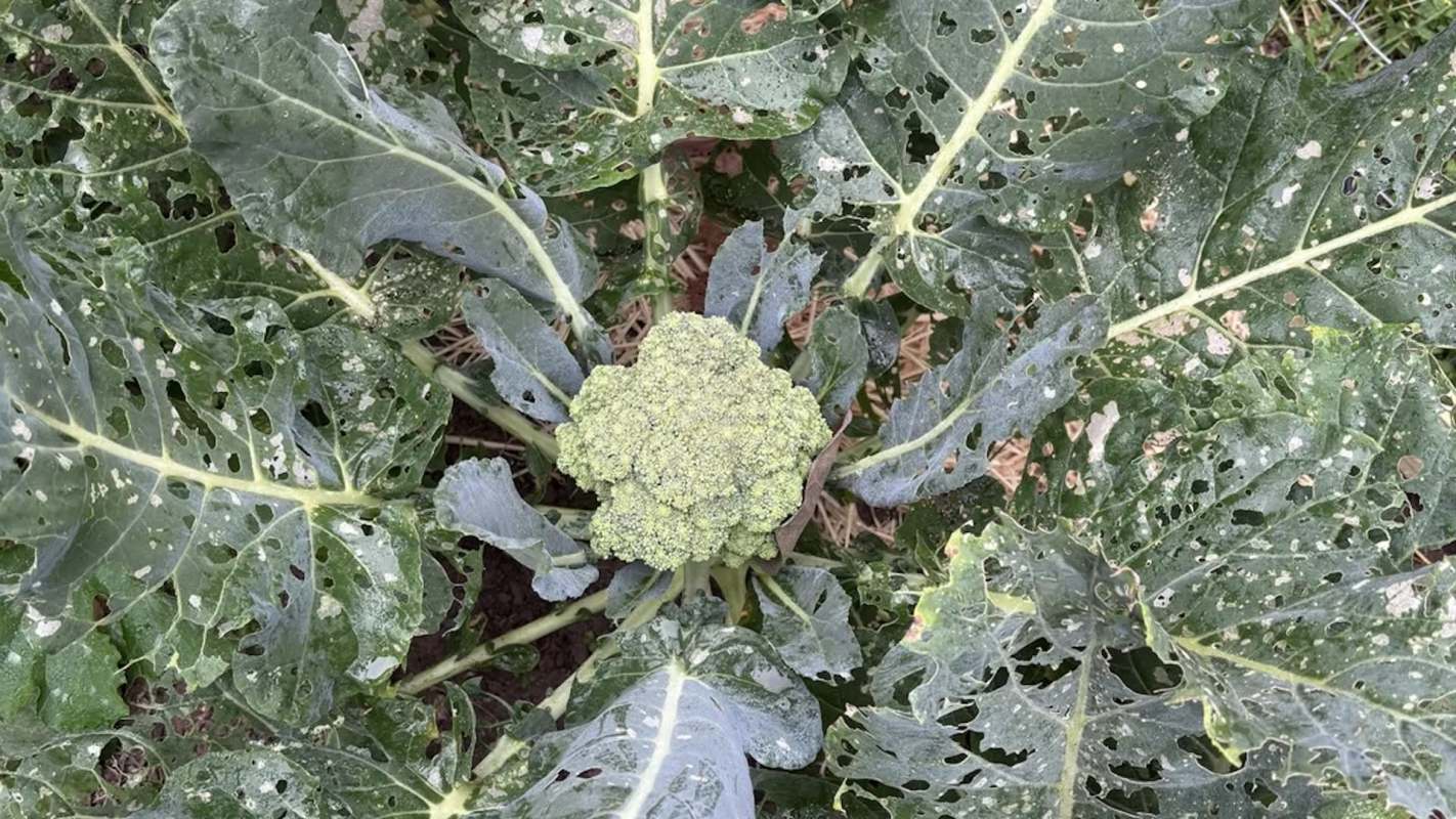 A top-down view of a broccoli plant surrounded by damaged, holey leaves.