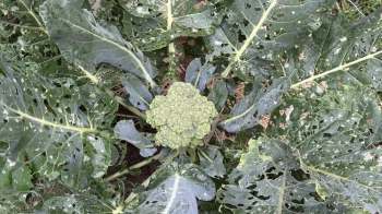 A top-down view of a broccoli plant surrounded by damaged, holey leaves.
