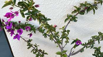 A branch of vibrant purple bougainvillea flowers against a textured white wall.