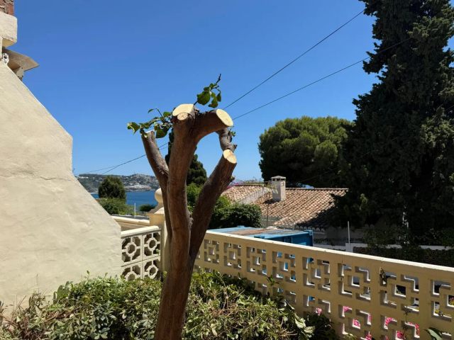 A lush garden with a citrus tree and flowers, overlooking a coastal view under a clear blue sky.