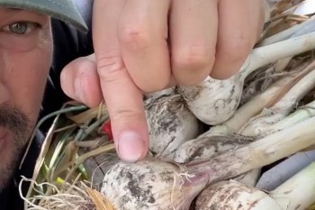 A person points at freshly harvested garlic bulbs covered in soil.
