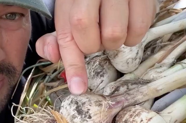 A person points at freshly harvested garlic bulbs covered in soil.