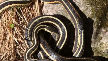 A close-up of two intertwined garter snakes on a rocky surface with dry grass and moss.
