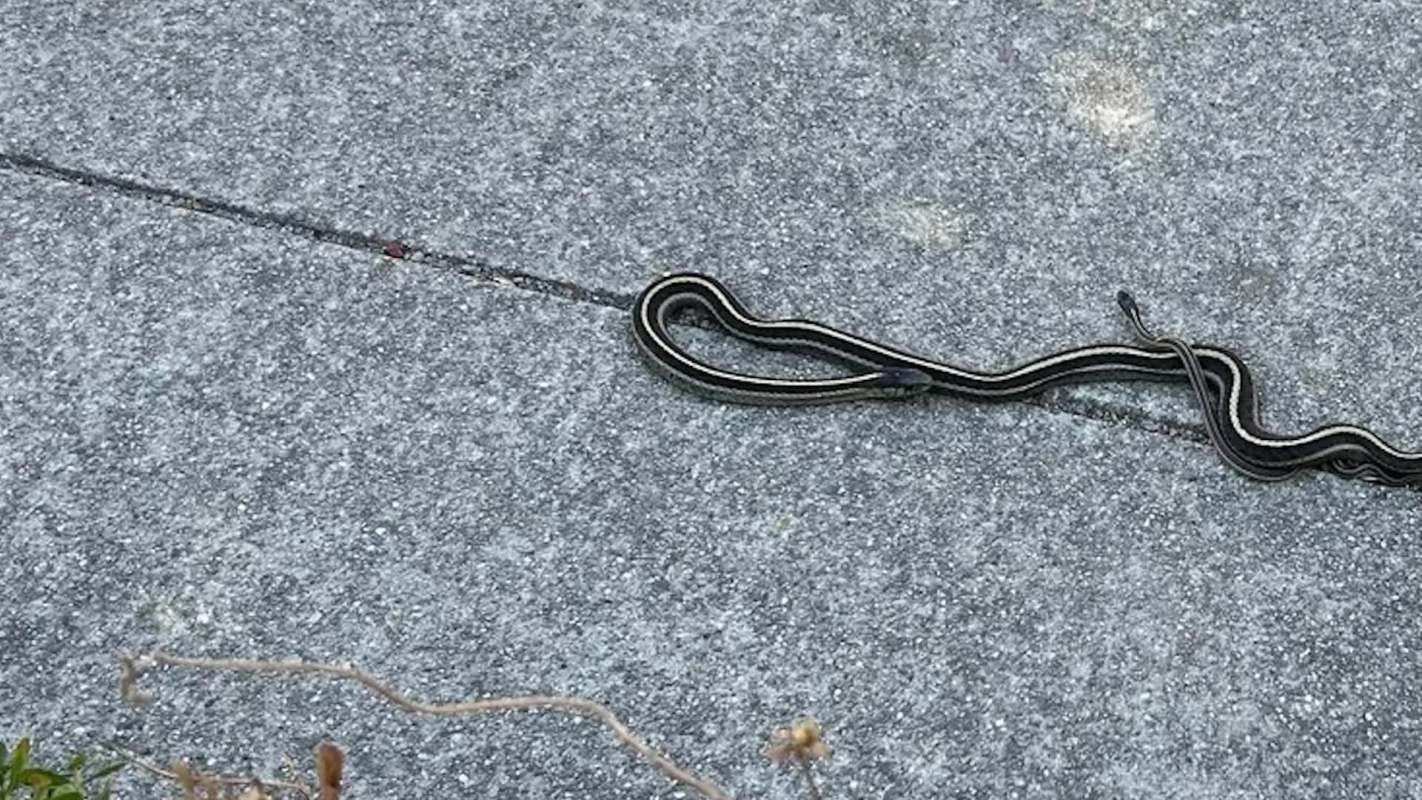 A slender striped garter snake slithers across a concrete surface next to a smaller snake, with some dry vegetation nearby.