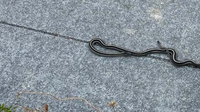 A slender striped garter snake slithers across a concrete surface next to a smaller snake, with some dry vegetation nearby.