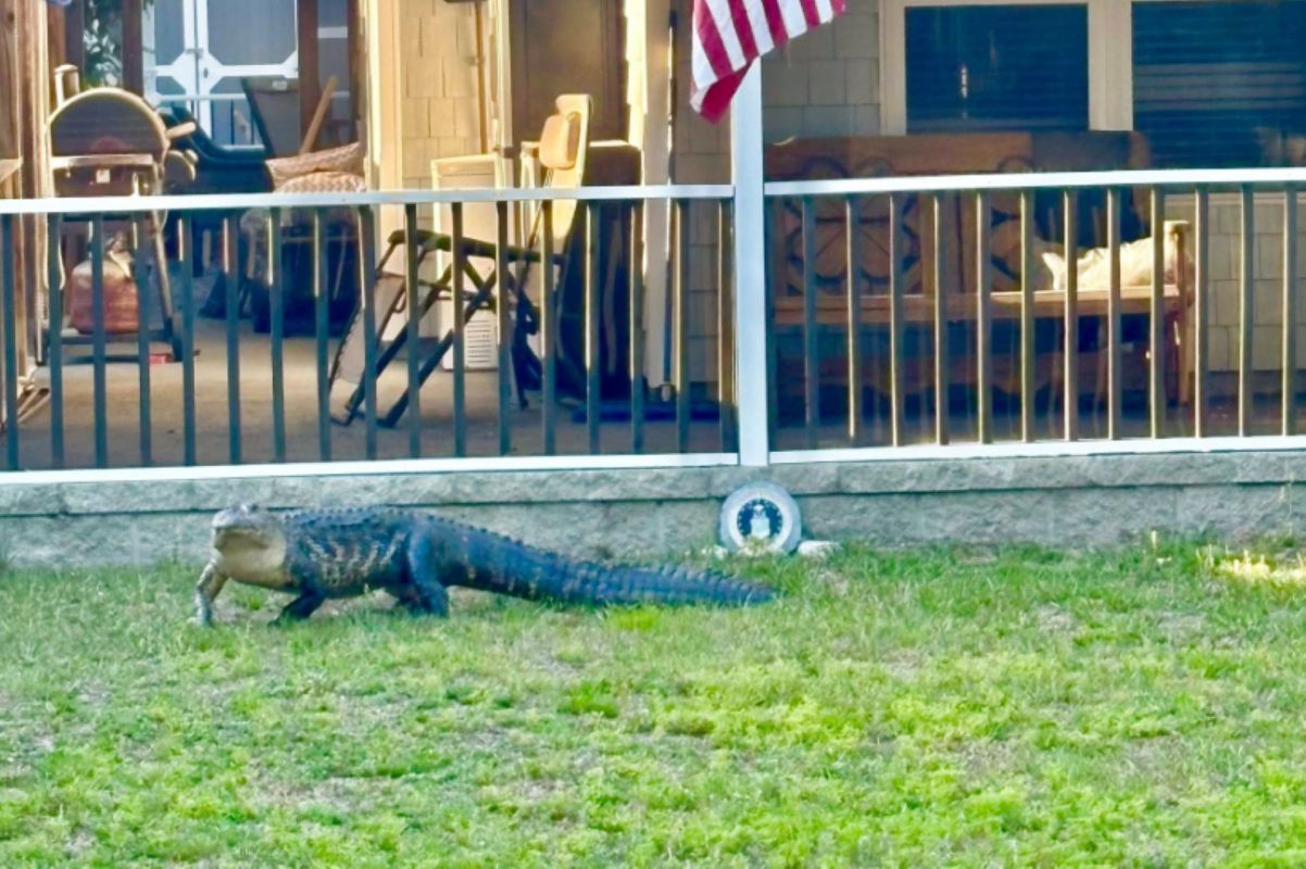 An alligator walking across a grassy area near a house with a visible porch and an American flag.