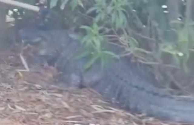 A stick reaches out to a large crocodile resting near dense vegetation and underbrush.